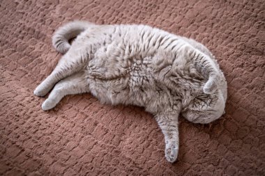 Sarı gözlü kedi İngiliz.