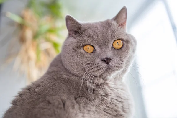 Gri kedi İngiliz pencerenin önünde yatıyor.