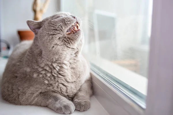 Kedi Brit pencerede esniyor
