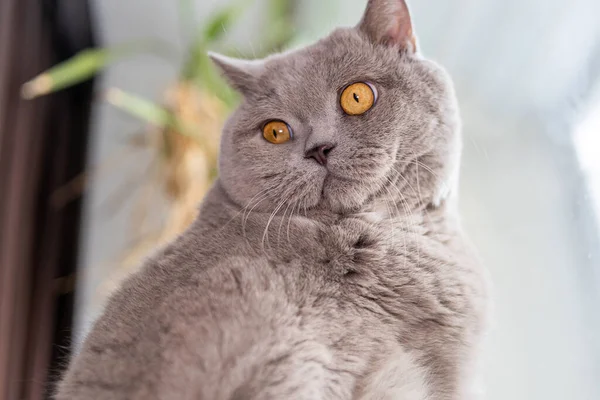 Gri kedi İngiliz pencerenin önünde yatıyor.