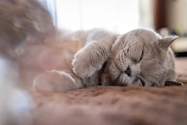 Sarı gözlü kedi İngiliz.
