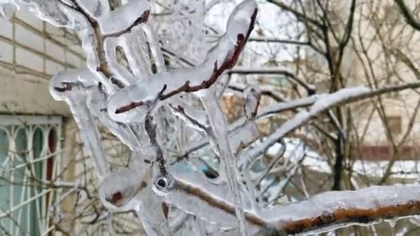 氷の中の枝が揺れる — ストック動画