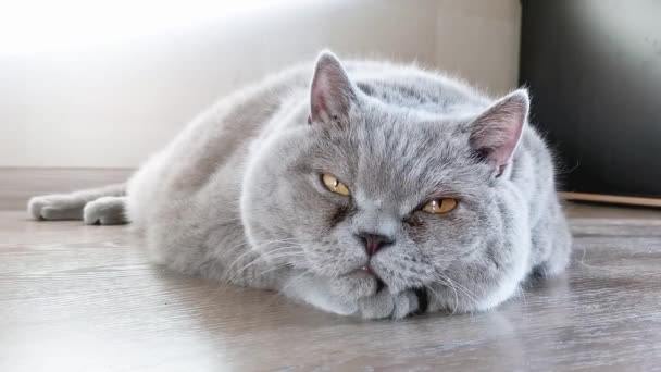 Gran gato gris yace en el suelo — Vídeos de Stock