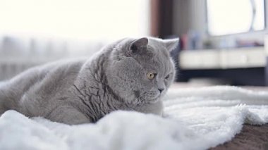 Kedi oyuncaklarla oynuyor