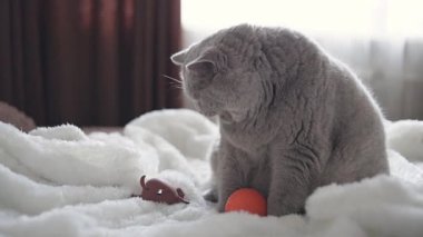 Kedi oyuncaklarla oynuyor
