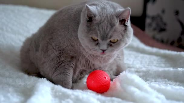 Katze spielt mit Spielzeug — Stockvideo