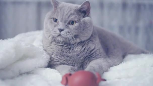 Кот играет с игрушками — стоковое видео