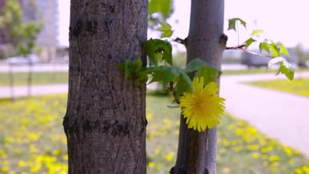 Diente de león pegado a un árbol y balanceándose del viento en Jabárovsk — Vídeos de Stock