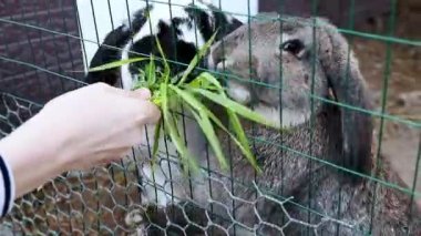Tavşan yemek çimen