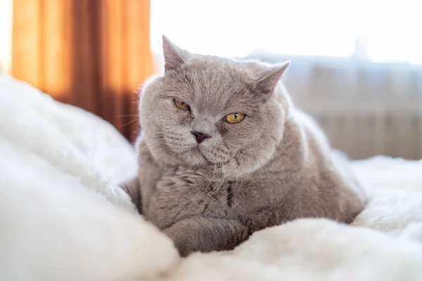 Yatakta yatan büyük kedi
