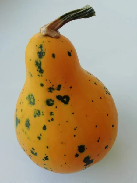 Una Piccola Zucca Gialla Con Macchie Verdi Forma Bottiglia Fondo — Foto Stock