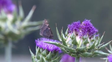 Milk thistle kelebek