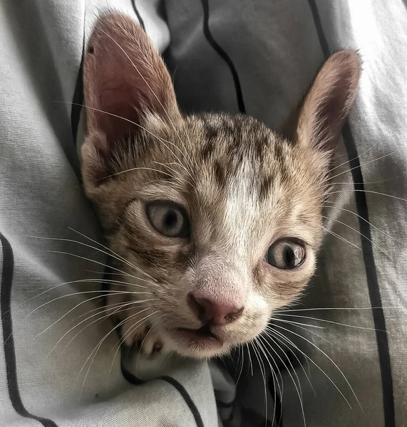 Portret Van Een Kat Schots Straight Close — Stockfoto