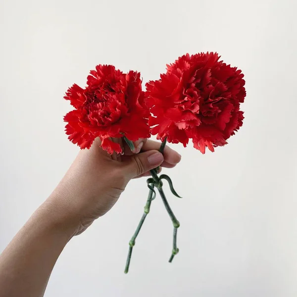 两朵红色的菊花在里面 那只手 — 图库照片