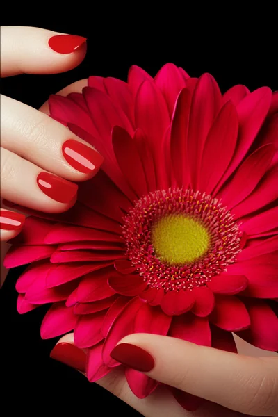 Salón de uñas. Esmalte de uñas rojo. Hermosas uñas cuidadas, gran idea para la publicidad de cosméticos. Manos femeninas con uñas rojas perfectas. Manos delicadas con manicura sosteniendo flor rosa — Foto de Stock