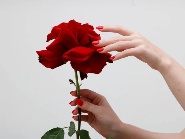 Hands with red manicure holding delicate rose close-up isolated on white. Closeup of female hands with beautiful professional glossy red manicure holding not fresh rose.