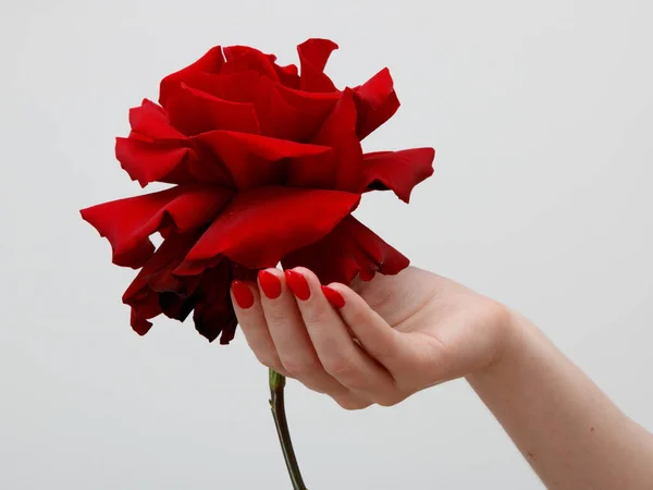 Hands with red manicure holding delicate rose close-up isolated on white. Closeup of female hands with beautiful professional glossy red manicure holding not fresh rose.