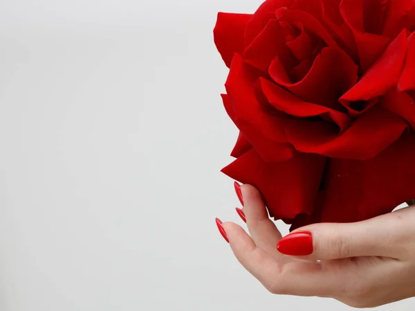 Mains Avec Manucure Rouge Tenant Délicat Rose Gros Plan Isolé — Photo