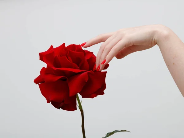 Hands Red Manicure Holding Delicate Rose Close Isolated White Closeup — Stock Photo, Image