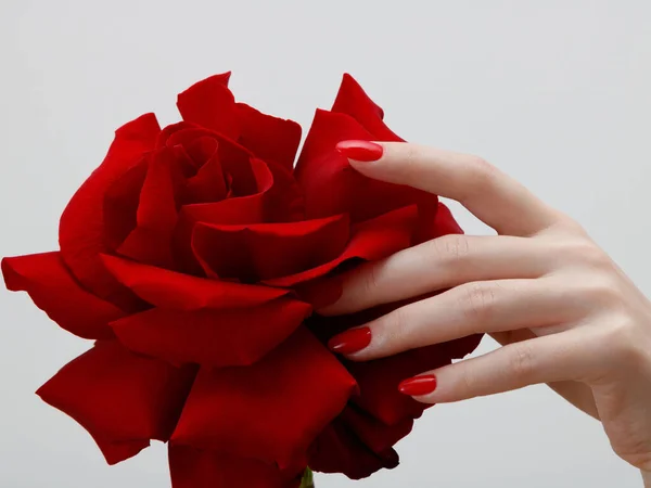 Mains Avec Manucure Rouge Tenant Délicat Rose Gros Plan Isolé — Photo