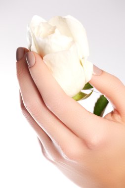 Beauty delicate hands with manicure holding flower rose isolated on white baclground. Beautiful female hands. Spa and manicure concept. Soft skin, skincare concept. Beauty nails.