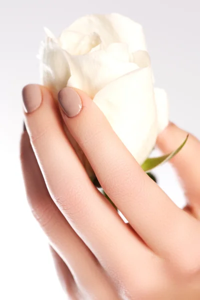 Belleza manos delicadas con manicura celebración flor rosa aislada en baclground blanco. Hermosas manos femeninas. Spa y concepto de manicura. Piel suave, concepto de cuidado de la piel. uñas de belleza . — Foto de Stock