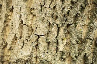 Meşe ağacının gövde kabuğu arka plan closeup