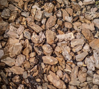 çam kabuğu. Orman arka plan