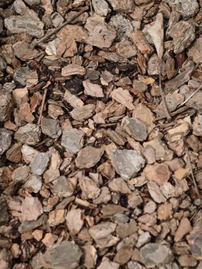 çam kabuğu. Orman arka plan