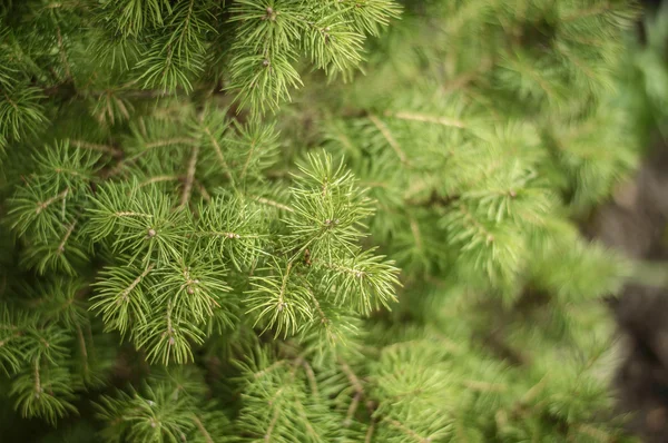 Branches of a Canadian spruce Conica — Stock Photo, Image