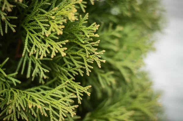 Thuja branches close up — Stock Photo, Image