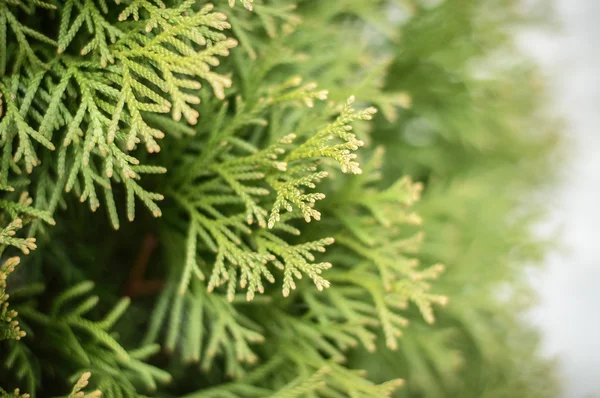 Thuja branches — Stock Photo, Image