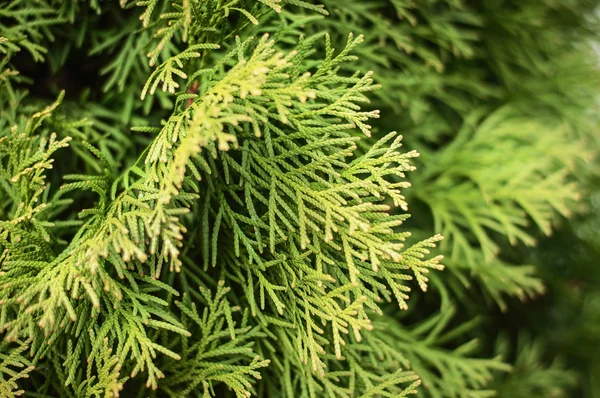 Thuja branches background — Stock Photo, Image