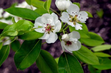 Mavi gökyüzü arka plan küçük bulutlar ile. Armut