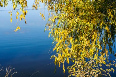 Nehir kıyısında sonbahar ağacı
