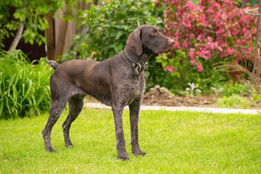 Bir Drathhaar köpeğinin dış çekimleri