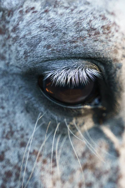 Olho Cavalo Cinza Perto — Fotografia de Stock