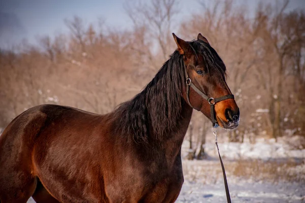 Bay Gelding Sunset Winter Black Halter Field — Stock Photo, Image