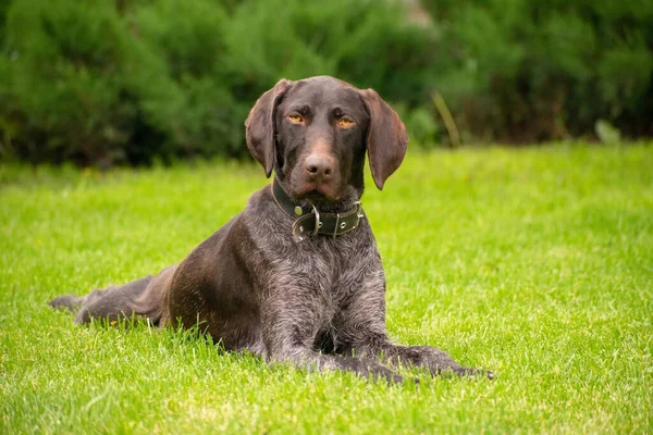 Perro Drahthaar Collar Yace Césped Mira Con Interés Espectador Con —  Fotos de Stock