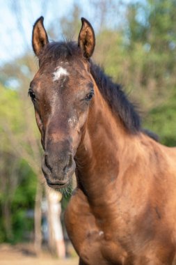 Doğrudan kameraya bakan bir tayın portresi.