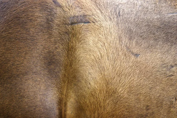 Fotografia Close Textura Pele Cavalo Marrom Dourado Sui — Fotografia de Stock