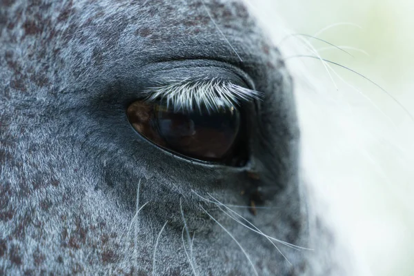 Olho Cavalo Cinza Perto — Fotografia de Stock