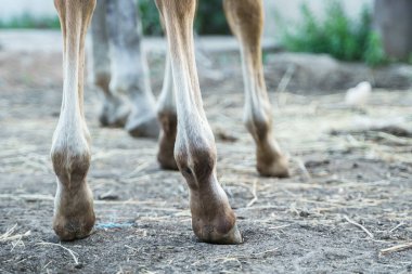 Tay bacakları fotoğrafı. Arkadan yakın plan.