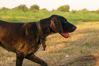 Akşamları çim biçme tarlasında hareket eden bir Drathaar köpeğinin portresi