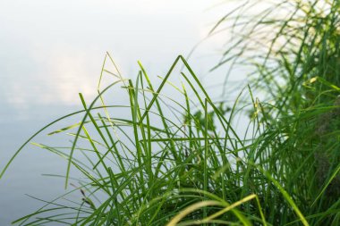 Lak 'ın kıyılarında büyüyen sedge' in yakın çekim fotoğrafı