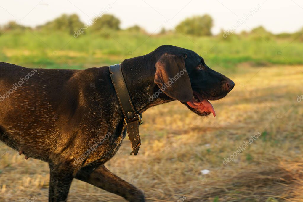 Portrait of a Drathaar dog in motion in the evening on a mown fiel