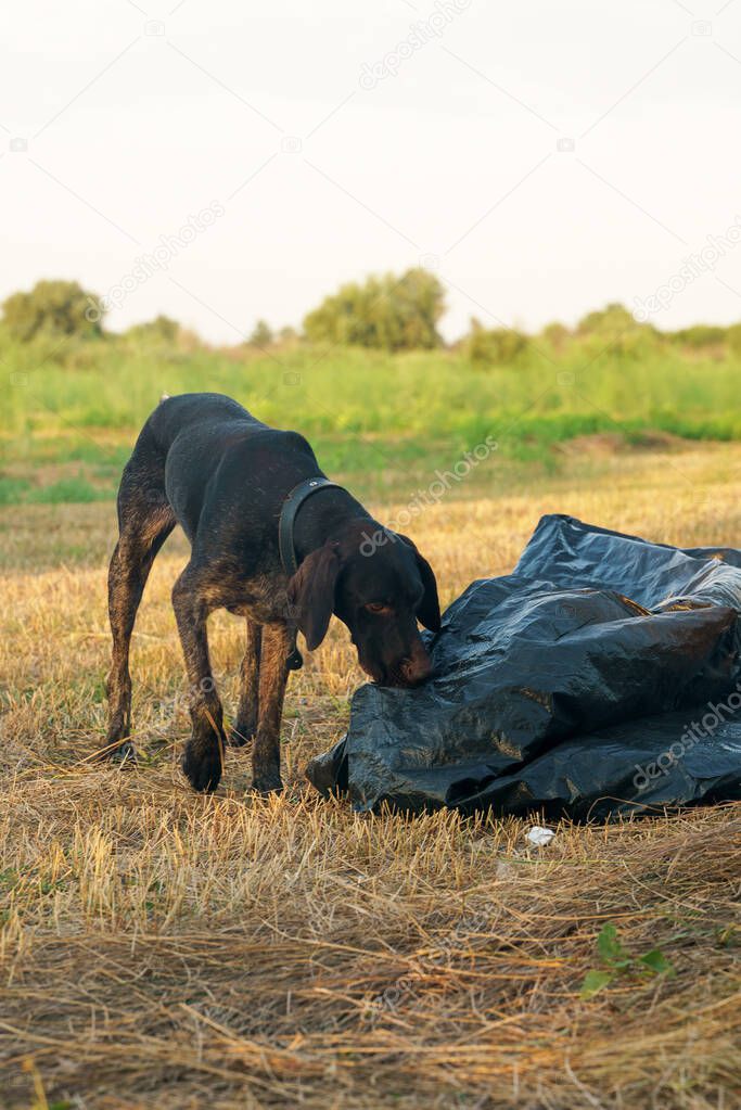 A Drathaar dog examines the details of a tent that has not yet been set u