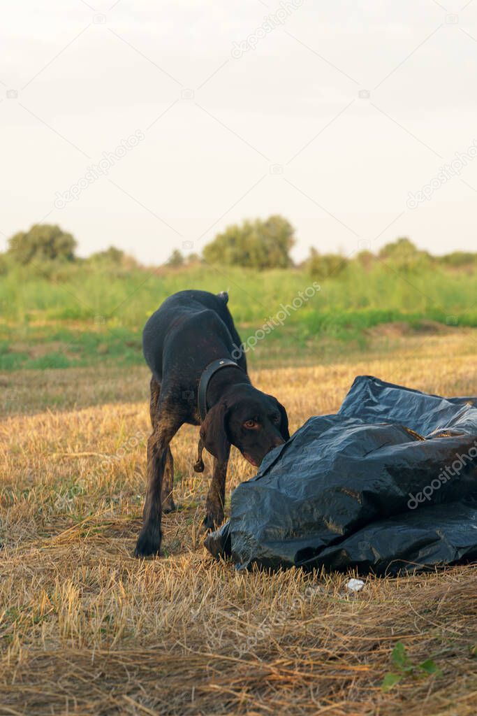 A Drathaar dog examines the details of a tent that has not yet been set u