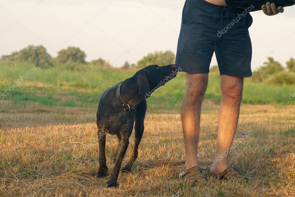 A dog and its owner in the middle of a mown field