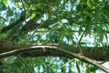 Bir kelebek söğüt dalında oturur zengin yeşil izinlerin arasında